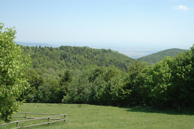 Balade nature : les plantes en chemin