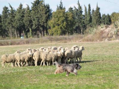 Journée pastorale des Bergers