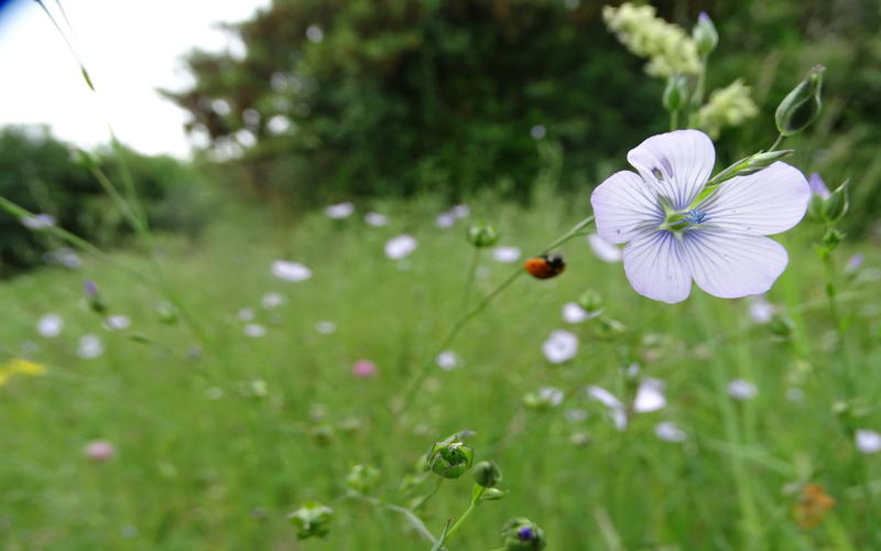 Sortie nature Cpie Pays Basque : "La santé par les plantes"