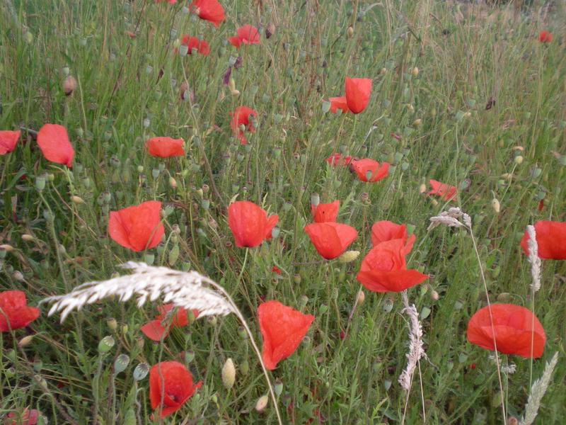 Sortie rando-naturo, à la découverte des plantes