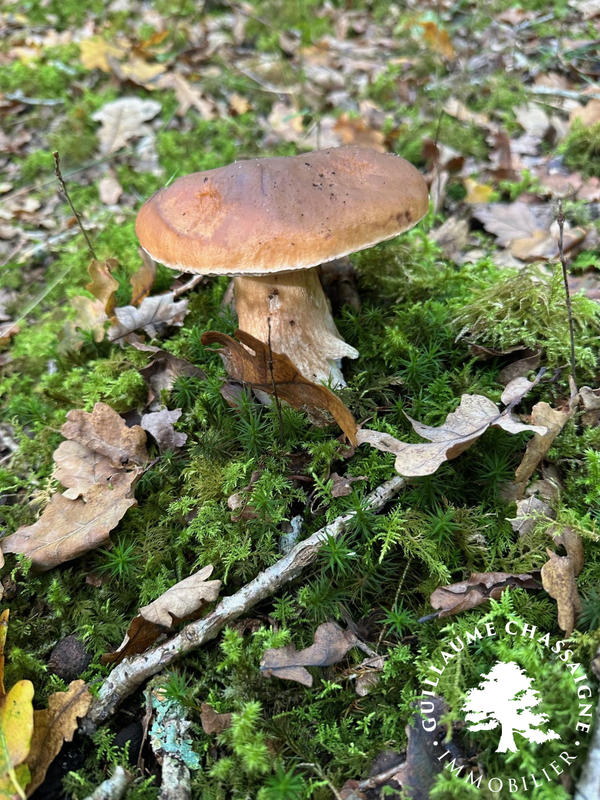 Terrain - 15 870 m²