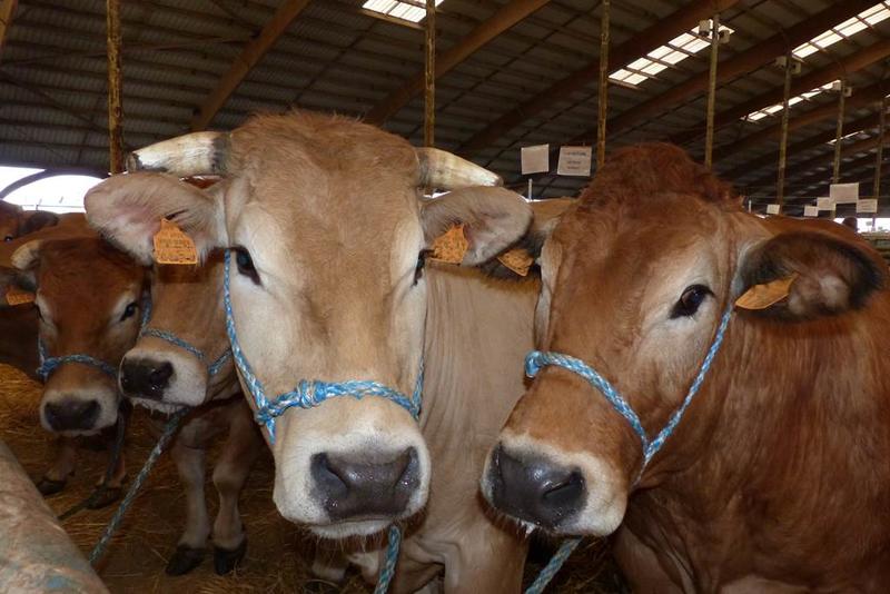 Les Festi'Charolaises