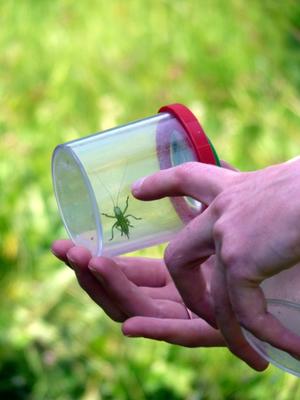Découverte des petites bêtes au verger