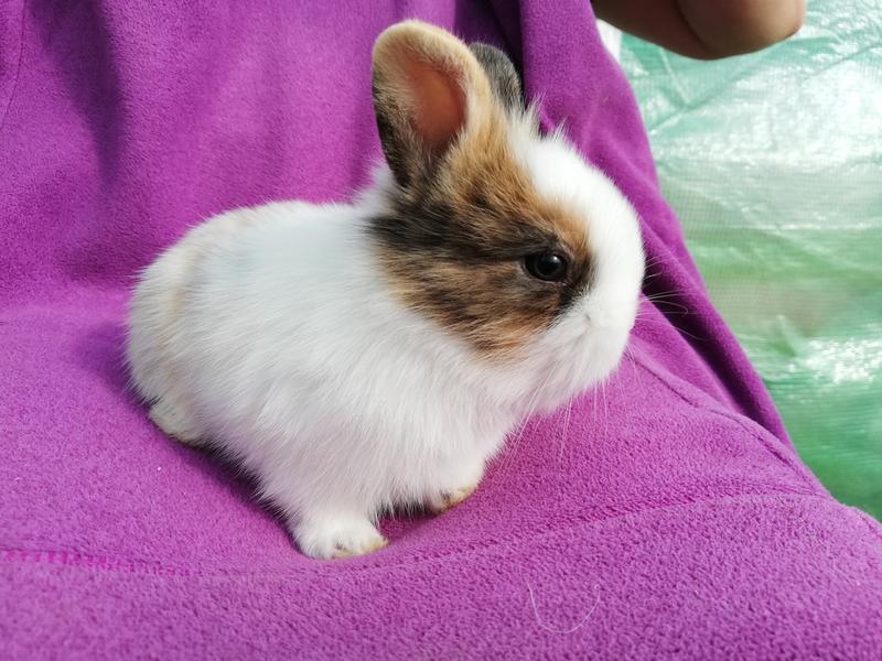 Atelier Baby fermier