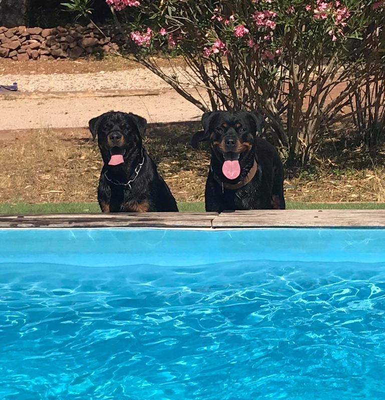 Elevage et pension canine familiale des gardiens de la pia