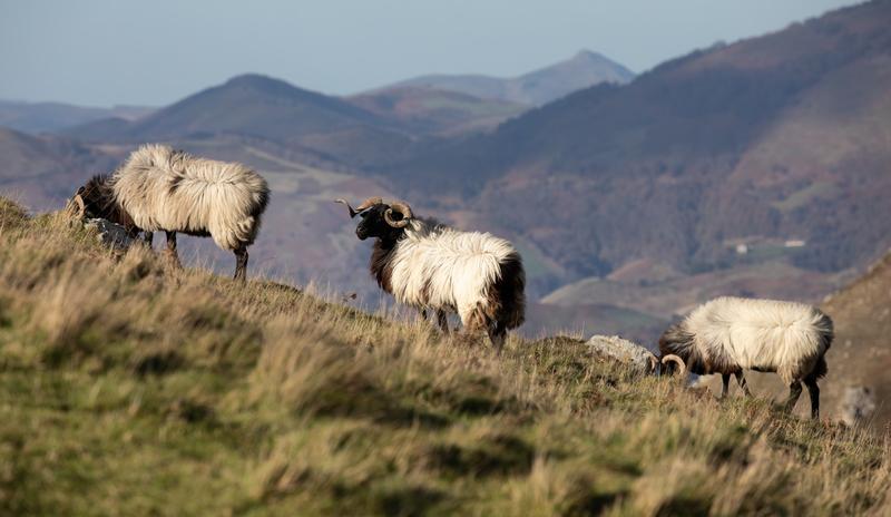Sortie nature Cpie Pays Basque : "La Manex, reine des estives"