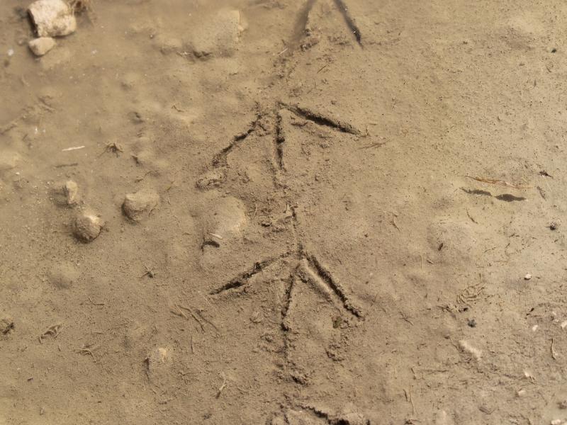 Sur les traces des Animaux à Terres d'Oiseaux