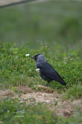 Les corvidés : une famille d'oiseaux ordinaires mais tellement extraordinaire