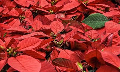 Marché de Noël | Saussignac