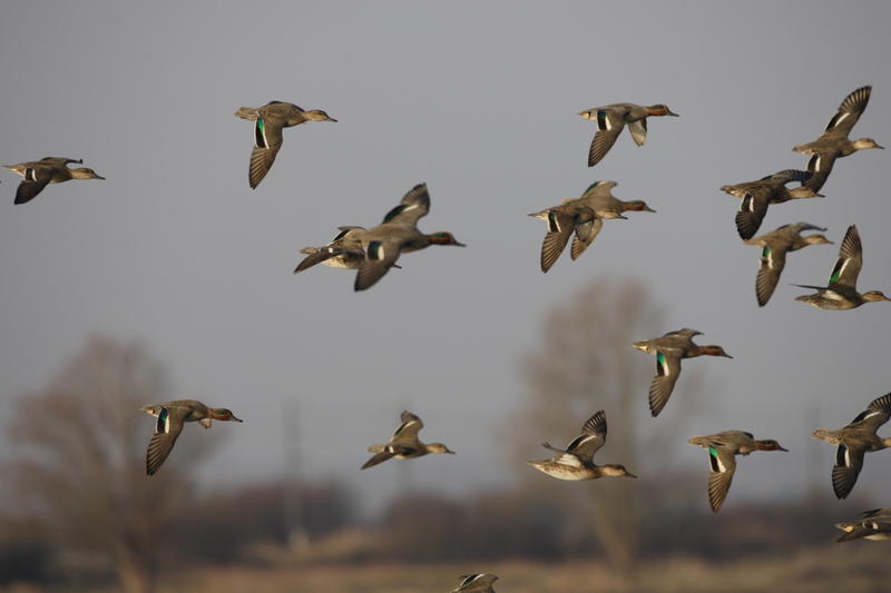 Oiseaux hivernants de la Réserve de Beauguillot