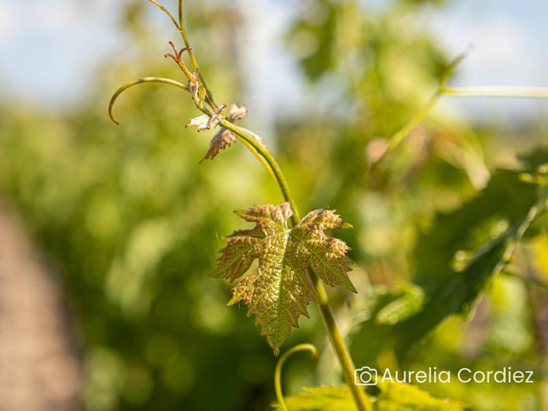 Randonnée commentée dans les vignes
