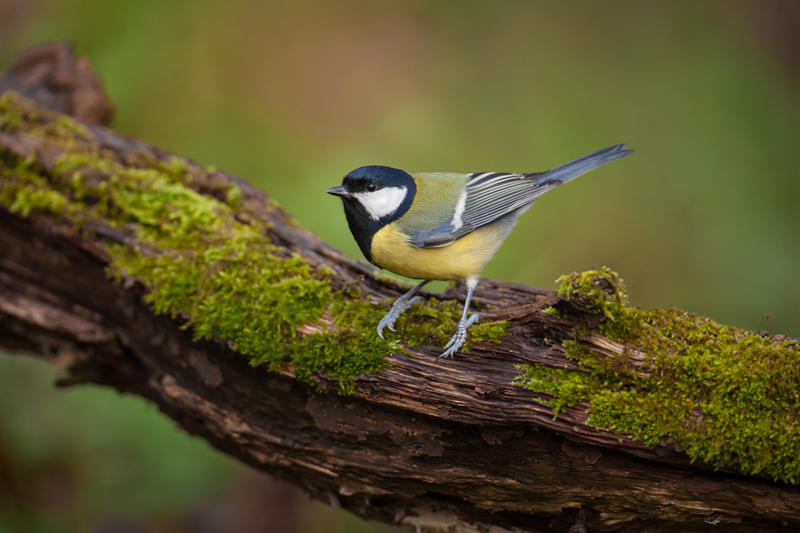 Réserve Naturelle Nationale du Platier d'Oye - Initiation aux chants d'oiseaux