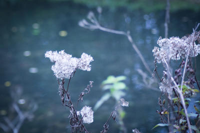 Balade botanique au parc de Croisilles | Rdv Découverte
