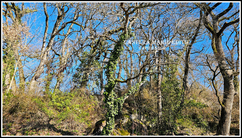 Terrain constructible - 9 886 m²