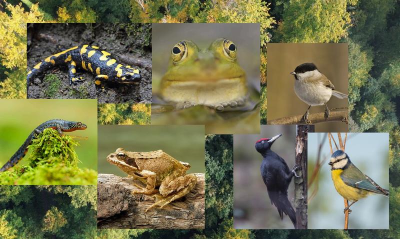 Randonnée saisonnière : l'éveil du printemps