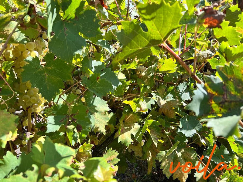 Maison - 162 m² - 8 pièces