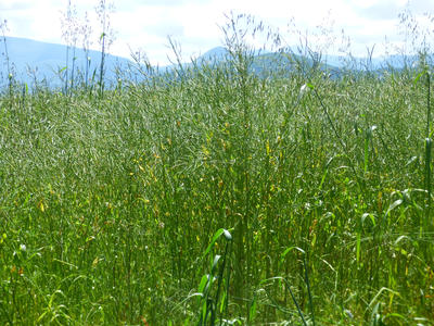 Terrain - 12 455 m²