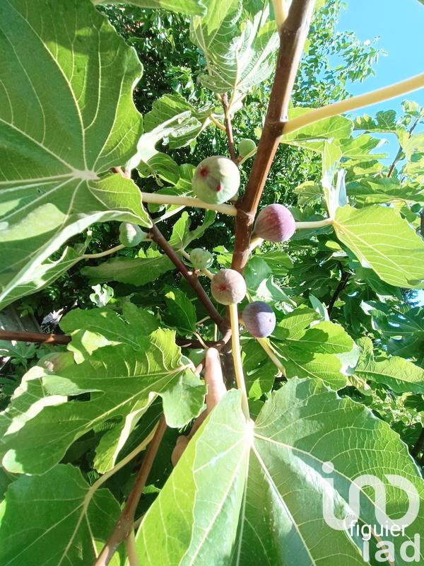 Maison - 294 m² - 8 pièces