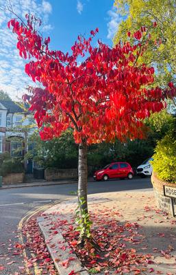 Randonnée : les monuments des &quot;Napoléons&quot; (New)