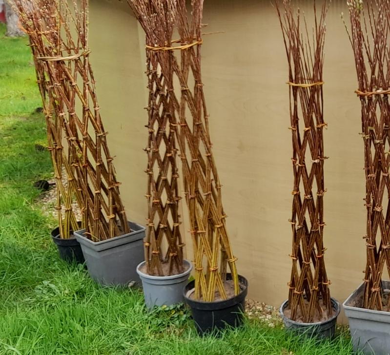 Création en osier vivant par Laurence Haton - Nouveauté