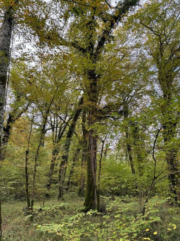 Terrain - 82 016 m²