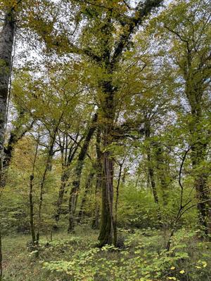 Terrain - 82 016 m²