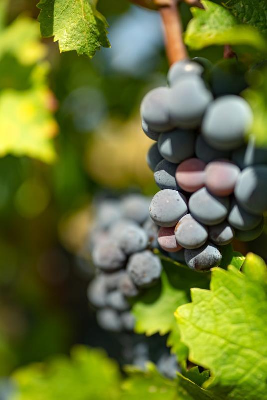 Terrain agricole - 360 000 m²