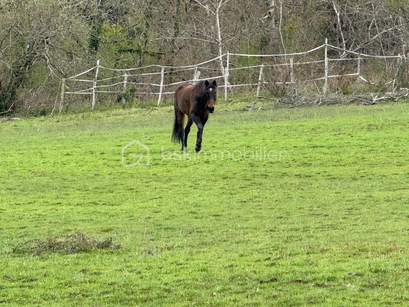 Maison en pierre - 322 m² - 10 pièces