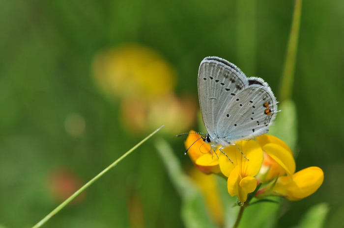 Les papillons du Pinail