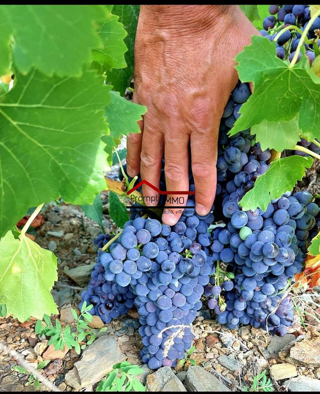 Terrain agricole - 48 000 m²