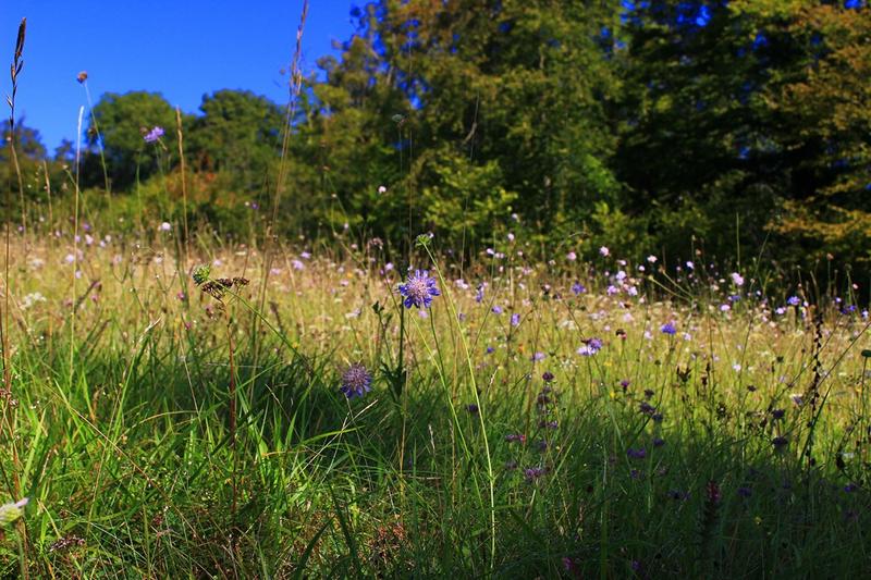 Balade nature - Randonnée nature en Vallée de la Touques