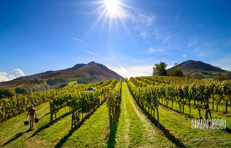 Sortie nature Cpie Pays Basque : "Un vin en terrasse"