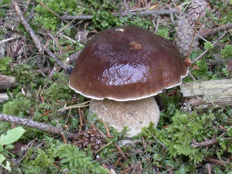 Sortie connaitre et reconnaitre les champignons