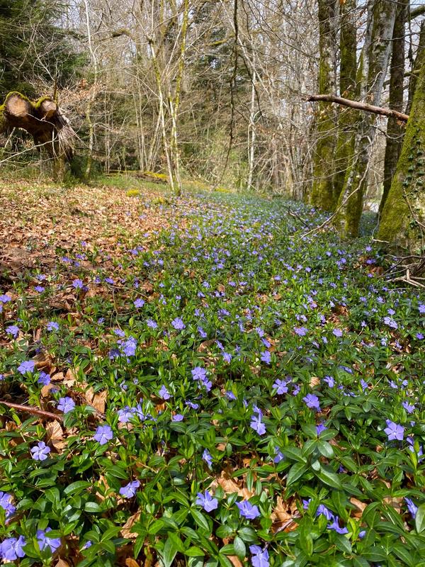 Maison ancienne - 74 m² - 4 pièces