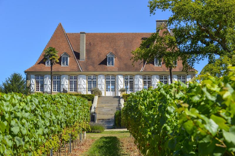 Vendanges de l’hivernal, au Château de Crouseilles