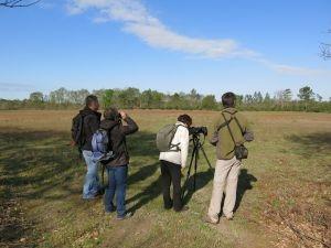 Grue cendrée et gastronomie landaise