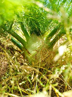La ferme des roselières