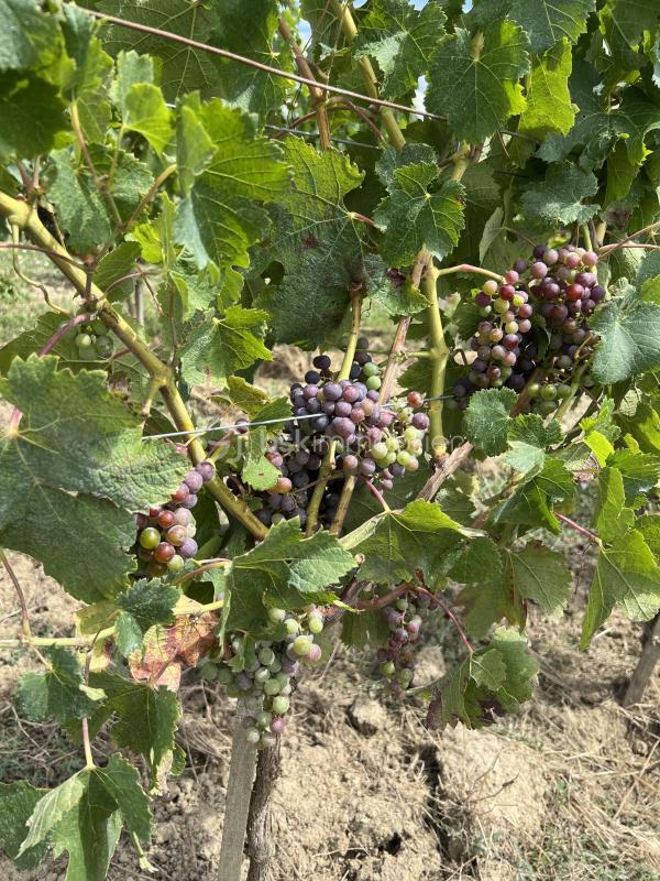 Terrain - 237 900 m²