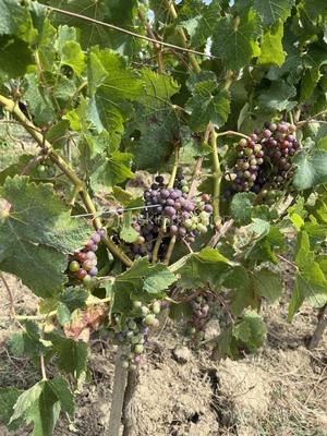 Terrain - 237 900 m²