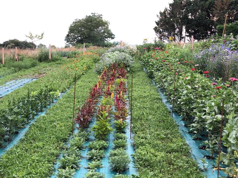 De ferme en ferme : Lasserre en fleurs