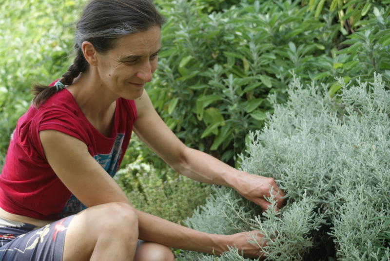Immersion au pays des plantes à parfum, aromatiques &amp; médicinales - Stage 2 jours
