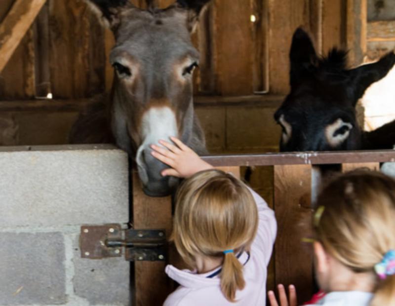 Nourrissage des animaux à la ferme Kieffer