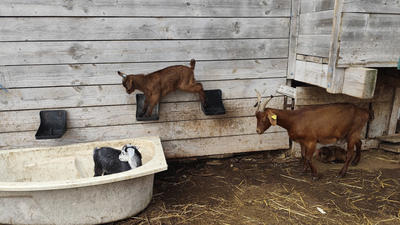De la traite à l'assiette : une journée à la ferme