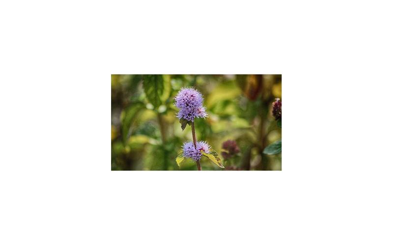 Sortie nature - le Gave, rive végétale