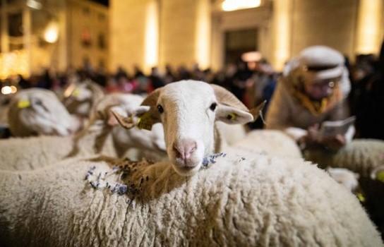 La Transhumance Lumineuse