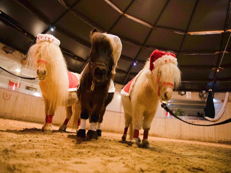Spectacle de Noël au Cabaret Équestre des Mylords