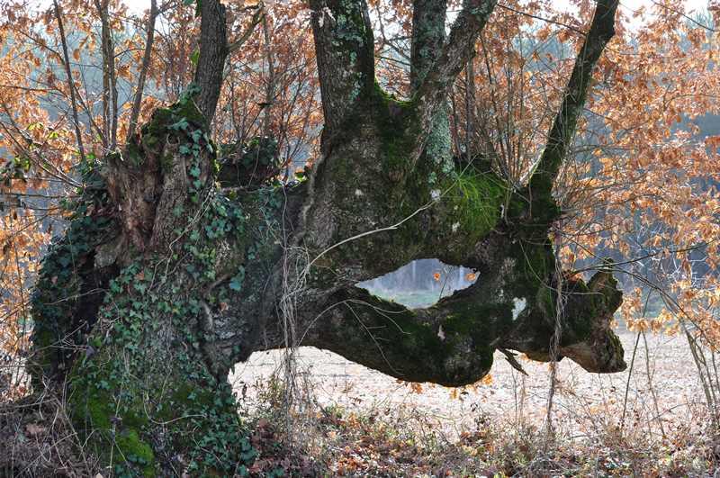 Au coeur de la vallée des Chézeaux