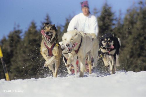 Le Parc du chien Nordique