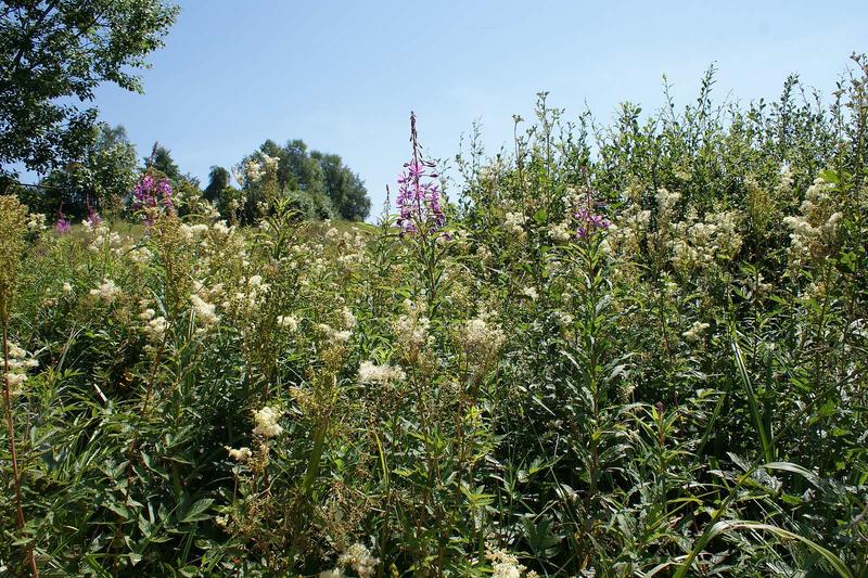 Sentiers Plaisir : ces plantes qui me parlent …