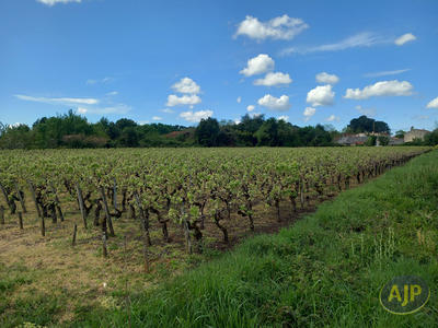 Terrain - 11 865 m²